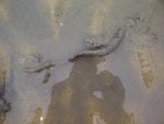Water Leg Fluid Crocodilia Beach