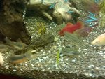 Vertebrate Underwater Organism Marine invertebrates Fluid