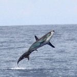Thresher Shark off Quepos.jpg