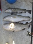 Fish Fish Seafood Bass Cod