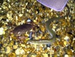 Vertebrate Terrestrial animal Metal Decapoda Claw