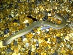 Vertebrate Nature Yellow Kitchen utensil Scaled reptile